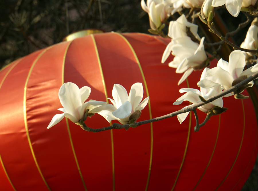 Las magnolias anuncian la primavera desde la histórica avenida Changan de Beijing