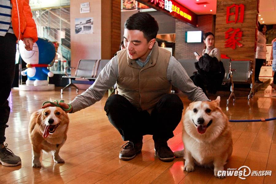 Due?os de perros en Xi′an llevan a sus amigos peludos al cine