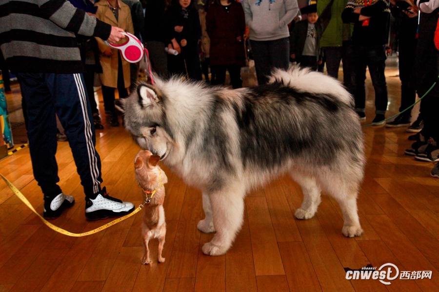 Due?os de perros en Xi′an llevan a sus amigos peludos al cine