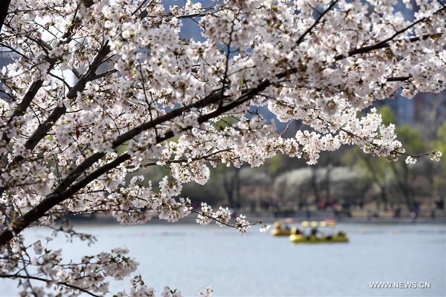 Turistas admiran los cerezo en flor del Parque Yuyuantan en Beijing, capital de China. En la actualidad, más de mil árbolesllenan de encanto el recinto público. A partir de hoy, los visitantes tendrán los mejores siete días para disfrutar este impresionante regalo de la naturaleza, 26 de marzo del 2017. (Foto: Li Jundong) 