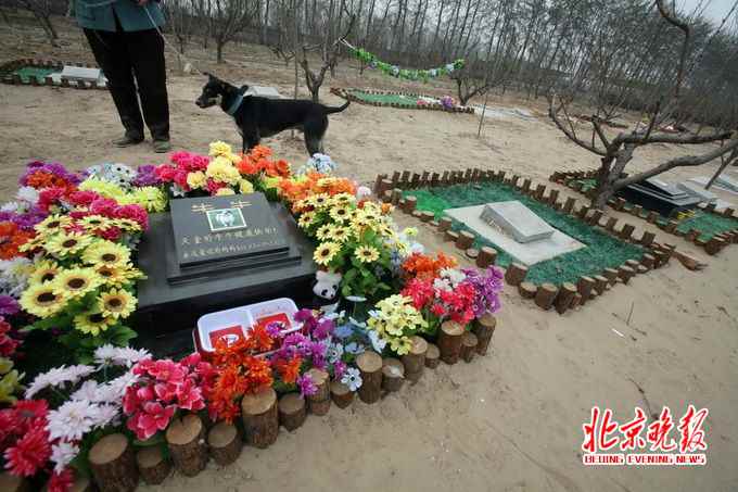 Aumenta la preocupación pública sobre seguridad y contaminación con el auge de servicios funerarios para mascotas 