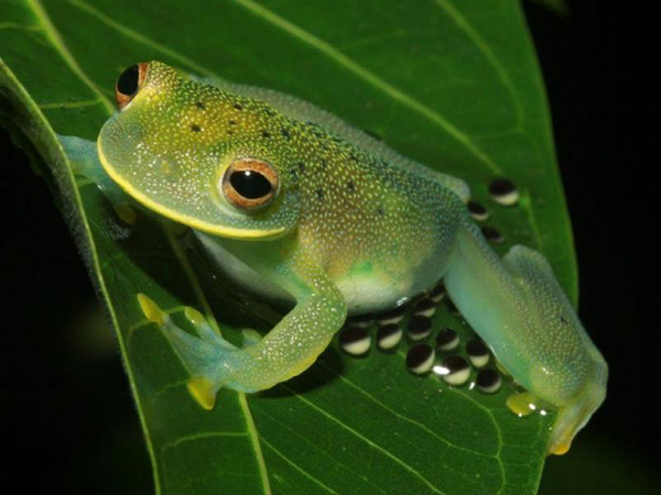 Las ranas de cristal crean barrera para proteger a sus embriones