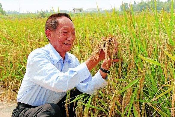 China espera cosechar 17 toneladas de arroz 