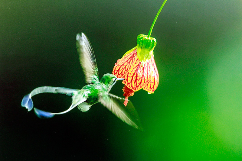 El libro "Aves silvestres del Ecuador", del fotógrafo Wang Jianguo, presenta a los lectores chinos la gran biodiversidad aviar del fascinante país latinoamericano. (Foto: YAC)