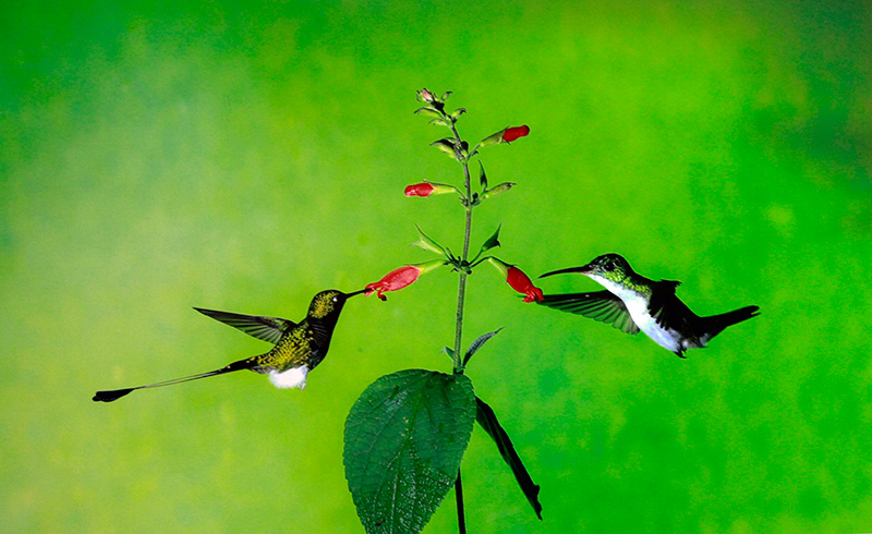 El libro "Aves silvestres del Ecuador", del fotógrafo Wang Jianguo, presenta a los lectores chinos la gran biodiversidad aviar del fascinante país latinoamericano. (Foto: YAC)