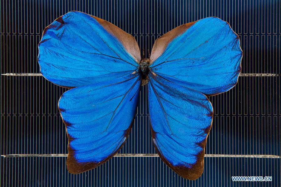 Las alas de mariposa inspiran nueva tecnología de energía solar