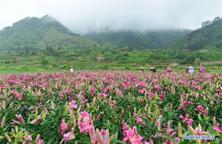 El reino de los lirios: paraíso turístico de Guizhou 