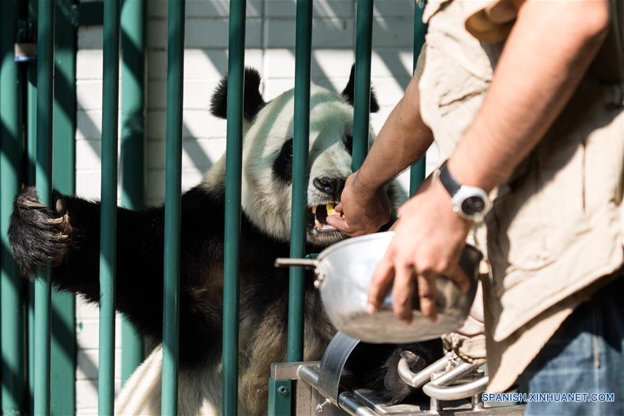 La panda Xin Xin recibe una revisión rutinaria previo al "Homenaje a los Pandas de la Ciudad de México" a 42 a?os de la llegada de los pandas a México, llevado a cabo en el Zoológico de Chapultepec, en la Ciudad de México, capital de México, el 3 de junio de 2017. El Zoológico del Bosque de Chapultepec de la Ciudad de México recibió el sábado un reconocimiento especial, de parte de China, por las acciones de conservación y cuidado de los osos panda. Estas acciones se iniciaron desde hace 42 a?os, cuando llegó del país asiático una pareja de pandas conocidos como "Pe Pe" y "Ying Ying", que han sido la pareja más prolífica a nivel mundial, ya que concibieron en cautiverio y en la Ciudad de México siete crías adultas (tres machos y cuatro hembras). El evento fue organizado como parte de las actividades culturales internacionales desarrolladas por la embajada de China, el Centro Cultural de China en México y el Instituto Nacional de Bellas Artes de México, que este a?o tienen como tema central a las pandas gigantes del Zoológico de Chapultepec. (Xinhua/Francisco Ca?edo)