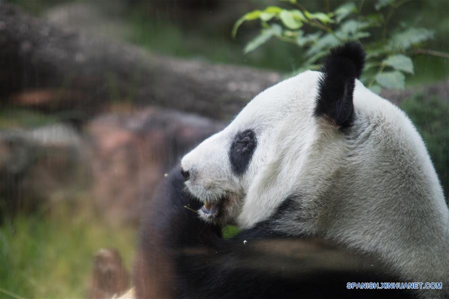 Vista de la panda Xin Xin durante una revisión rutinaria previo al "Homenaje a los Pandas de la Ciudad de México" a 42 a?os de la llegada de los pandas a México, llevado a cabo en el Zoológico de Chapultepec, en la Ciudad de México, capital de México, el 3 de junio de 2017. El Zoológico del Bosque de Chapultepec de la Ciudad de México recibió el sábado un reconocimiento especial, de parte de China, por las acciones de conservación y cuidado de los osos panda. Estas acciones se iniciaron desde hace 42 a?os, cuando llegó del país asiático una pareja de pandas conocidos como "Pe Pe" y "Ying Ying", que han sido la pareja más prolífica a nivel mundial, ya que concibieron en cautiverio y en la Ciudad de México siete crías adultas (tres machos y cuatro hembras). El evento fue organizado como parte de las actividades culturales internacionales desarrolladas por la embajada de China, el Centro Cultural de China en México y el Instituto Nacional de Bellas Artes de México, que este a?o tienen como tema central a las pandas gigantes del Zoológico de Chapultepec. (Xinhua/Francisco Ca?edo)