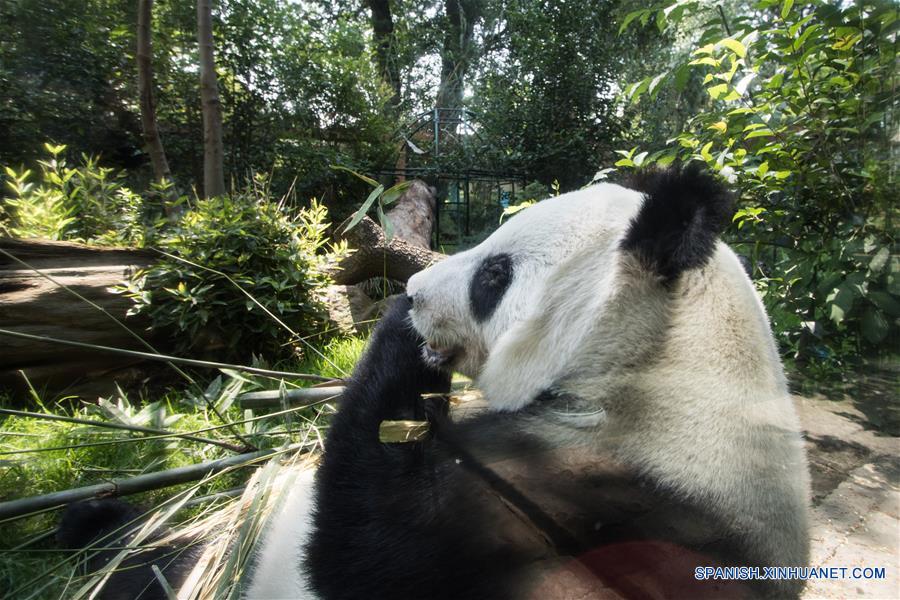 Vista de la panda Xin Xin durante una revisión rutinaria previo al "Homenaje a los Pandas de la Ciudad de México" a 42 a?os de la llegada de los pandas a México, llevado a cabo en el Zoológico de Chapultepec, en la Ciudad de México, capital de México, el 3 de junio de 2017. El Zoológico del Bosque de Chapultepec de la Ciudad de México recibió el sábado un reconocimiento especial, de parte de China, por las acciones de conservación y cuidado de los osos panda. Estas acciones se iniciaron desde hace 42 a?os, cuando llegó del país asiático una pareja de pandas conocidos como "Pe Pe" y "Ying Ying", que han sido la pareja más prolífica a nivel mundial, ya que concibieron en cautiverio y en la Ciudad de México siete crías adultas (tres machos y cuatro hembras). El evento fue organizado como parte de las actividades culturales internacionales desarrolladas por la embajada de China, el Centro Cultural de China en México y el Instituto Nacional de Bellas Artes de México, que este a?o tienen como tema central a las pandas gigantes del Zoológico de Chapultepec. (Xinhua/Francisco Ca?edo)