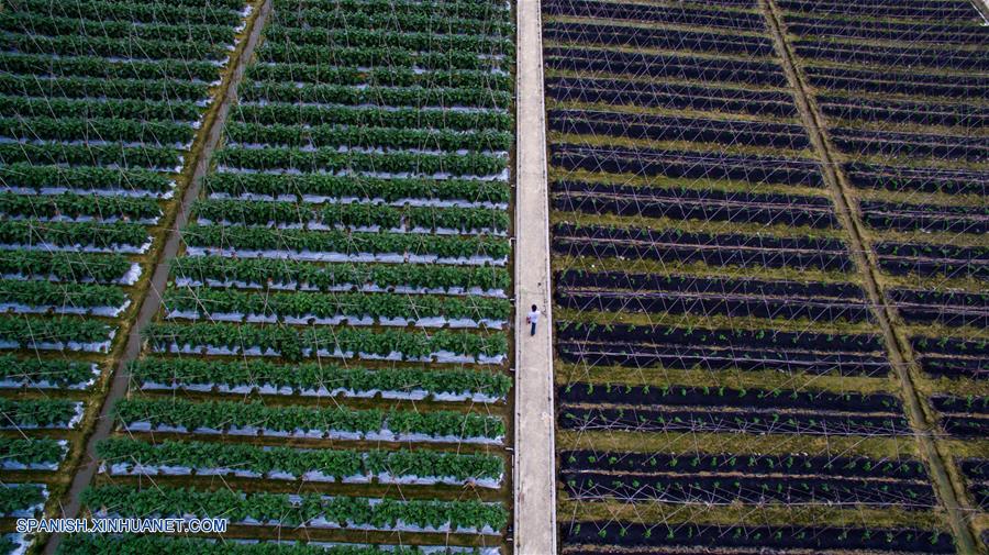 GUANGDONG, junio 18, 2017 (Xinhua) -- Imagen del 13 de junio de 2017, de un hombre revisando plantaciones de amaranto comestible en una base de vegetales para mercados de Hong Kong, en Dongguan, en la provincia de Guangdong, en el sur de China. Según las estadísticas de las autoridades locales, más del 85 por ciento de los vegetales, frutas y aves de corral vivas que llegaron desde la parte continental de China a los mercados de Hong Kong, fueron transportados a través del puerto Wenjindu de Shenzhen. (Xinhua/Mao Siqian)