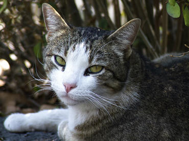 Gracias a nueva prueba de ADN, el gato doméstico ya sabe su origen