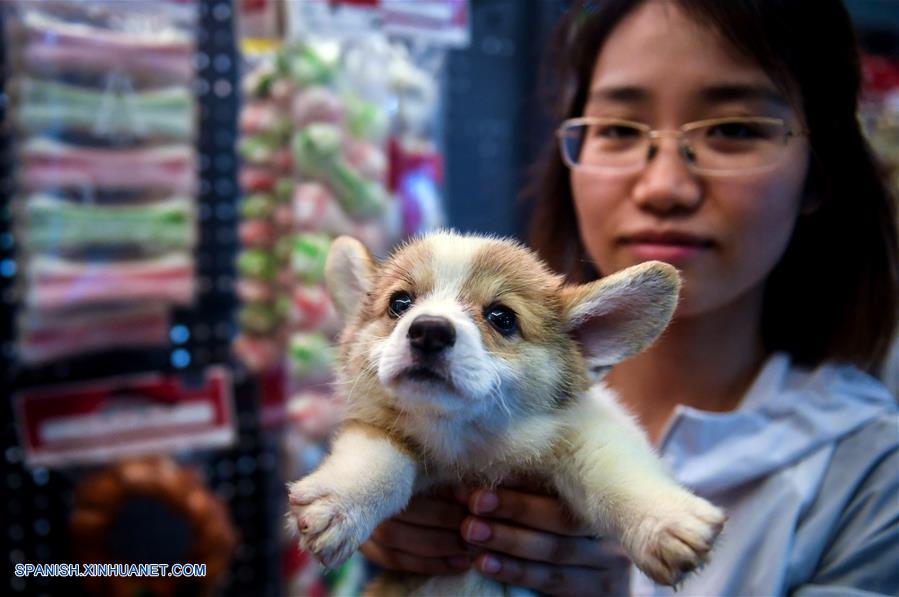 ZHEJIANG, junio 21, 2017 (Xinhua) -- Una empleada muestra una mascota, en el condado de Pingyang de Wenzhou, provincia de Zhejiang, en el este de China, el 21 de junio de 2017. La ciudad mascota de Pingyang es una base multifuncional de la industria de suministro y turismo para mascotas. El condado usado para ser una capital de la industia del cuero y ahora convertido en una capital de la industria de las mascotas después de la modernización industrial. La producción de la industria de las mascotas del condado alcanzó los 3,000 millones de yuanes (aproximadamente 440 millones de dólares estadounidenses) en 2016, incrementándose 15.8 por ciento a?o con a?o. (Xinhua/Xu Yu)