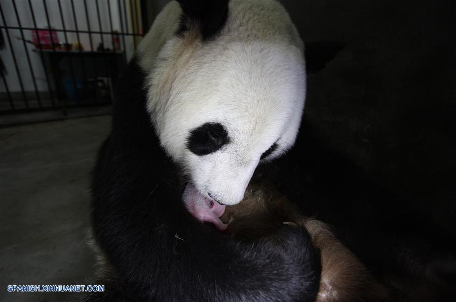 SHAANXI, junio 22, 2017 (Xinhua) -- Imagen del 11 de junio de 2017 de la panda Yang Yang, de catorce a?os de edad, sosteniendo a su cachorro en el Centro de Rescate y Cría de Animales Salvajes Raros de Shaanxi, en la provincia de Shaanxi, en el noroeste de China. El departamento forestal provincial informó el jueves que Yang Yang dio a luz un cachorro el 11 de junio y Ai Bang dio a luz a cachorros gemelos el 12 de junio en el centro. (Xinhua/Str)