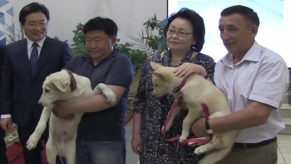 Científicos logran clonar dos cachorros utilizando orejas de perras laikas