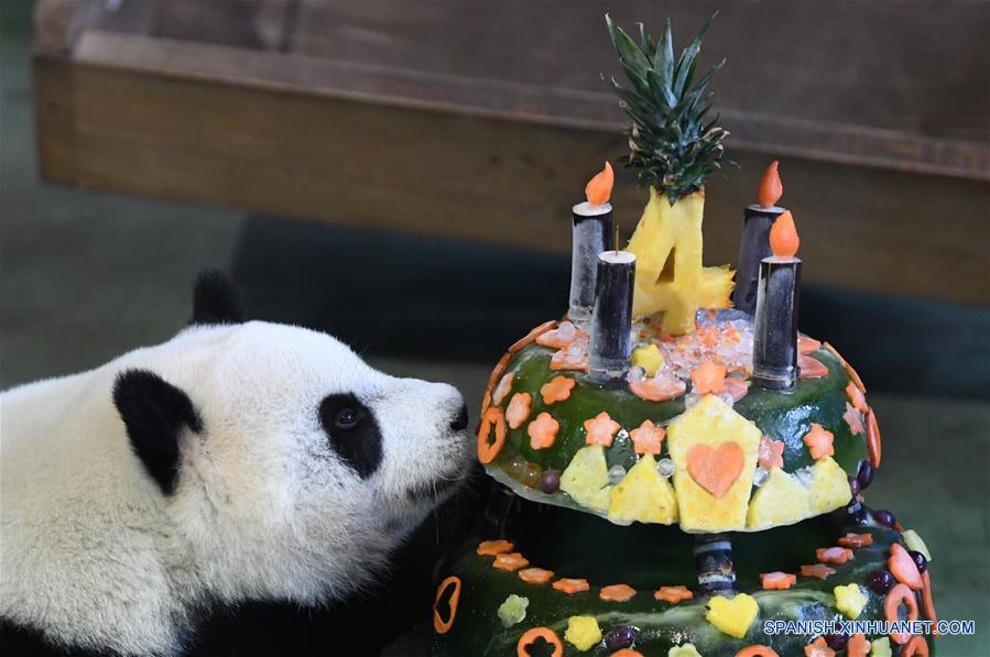 Primer panda nacido en Taiwan celebra su cuarto cumplea?os