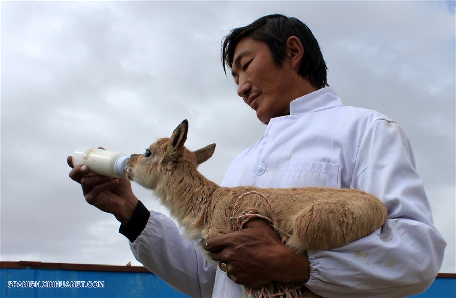 Incluyen a sitio chino Hoh Xil de Qinghai en Lista de Patrimonio Mundial