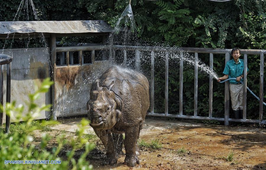 Con "helados" y duchas Zoológico de Beijing ayuda a sus animales a soportar inclemente verano