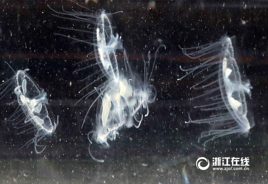 Encuentran medusas de agua dulce en Zhejiang