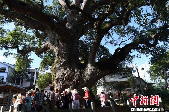 Estatua de Buda, dentro de un árbol de mil a?os, asombra en Fujian