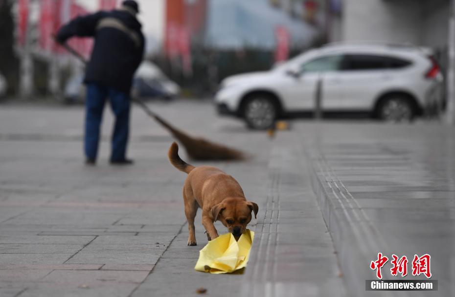 Un perro ayuda a su due?o a recoger basura en Changchun