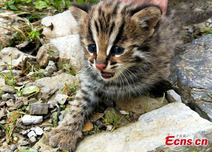 Gatos leopardos son hallados en una reserva natural de China