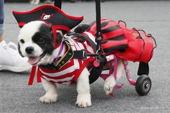 Se celebra desfile de Halloween para mascotas en Perú