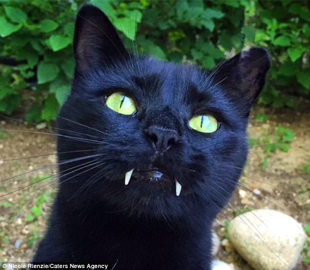 Nicole Rienzie lo llevó al veterinario, pero nunca pudo resolver el anormal crecimiento de sus dientes estilo vampiro. Al final, la familia decidió aceptarlo con esta singularidad.