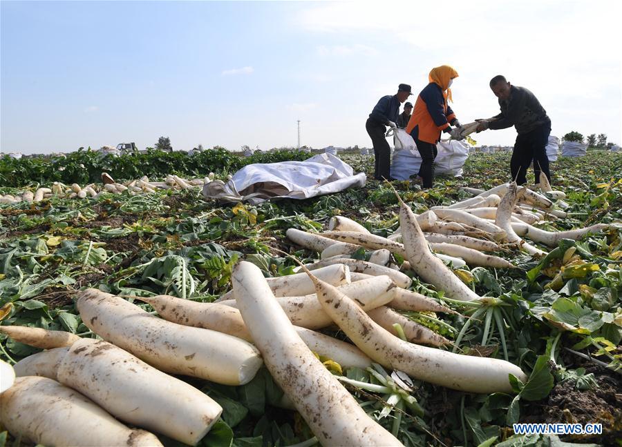 Los agricultores de Hebei aumentan sus ingresos cosechando rábanos