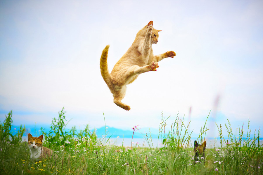 Gatos japoneses posan como un luchador chino de wushu