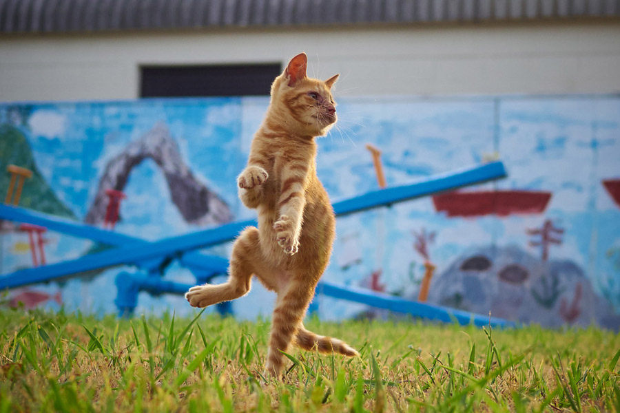 Gatos japoneses posan como un luchador chino de wushu