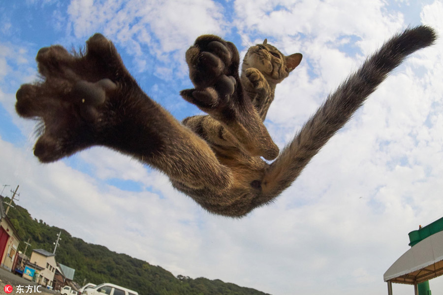 Gatos japoneses posan como un luchador chino de wushu