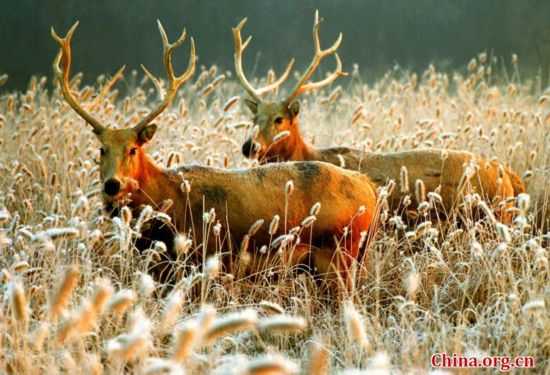 La reserva natural de milus más grande del mundo