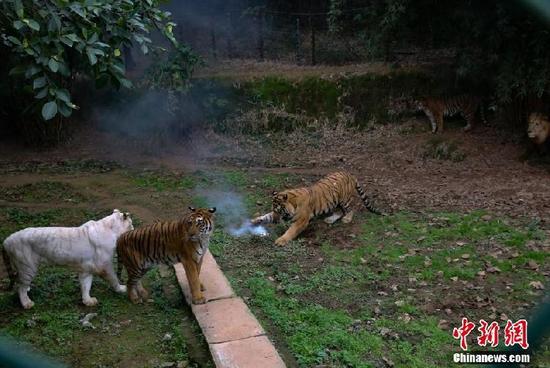 Furiosos tigres capturan un intruso en Chongqing