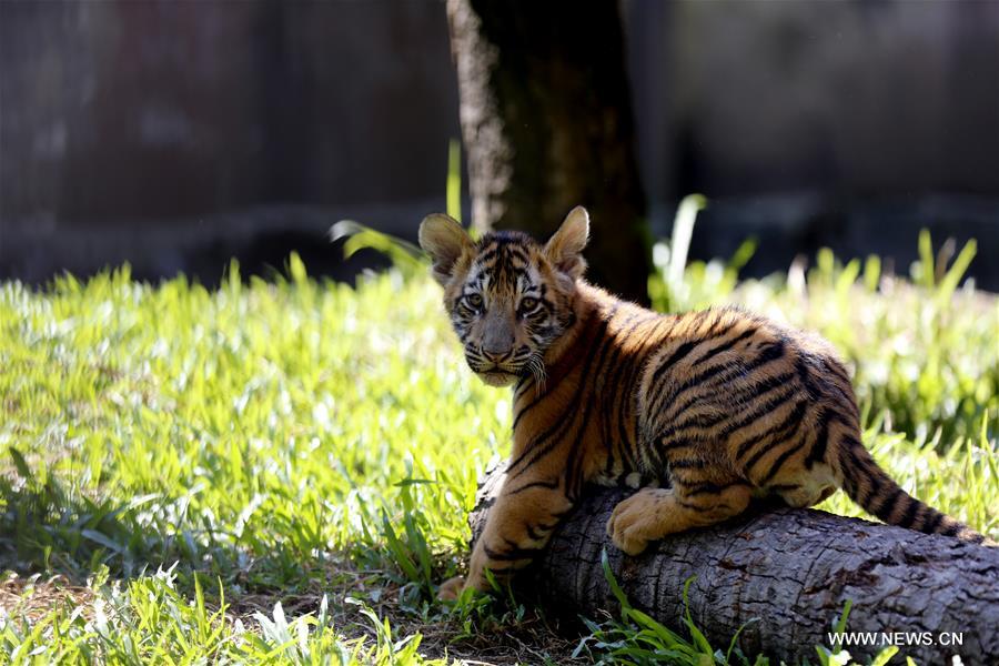 Dos cachorros de tigre se reúnen con el público en el Zoológico de Yangon