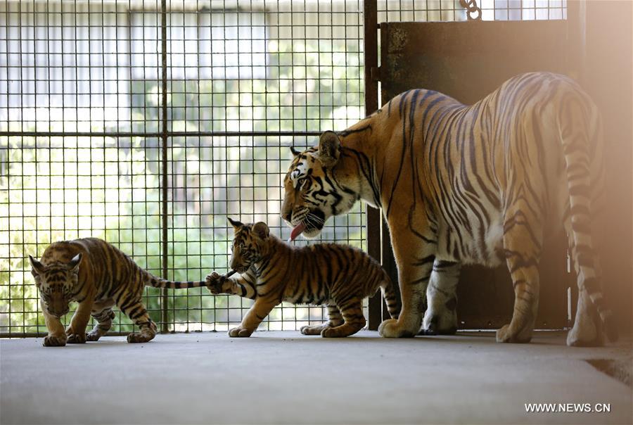 Dos cachorros de tigre se reúnen con el público en el Zoológico de Yangon