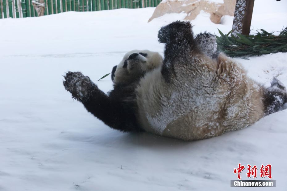 El panda gigante Sijia disfruta de la nieve invernal