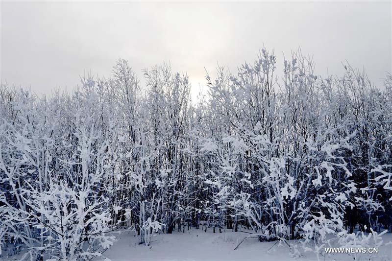 Bosque cubierto de escarcha en el sitio turístico Bailanggang, en Arxan, Región Autónoma de Mongolia Interior, China, 9 de enero del 2018. [Foto: Xinhua]