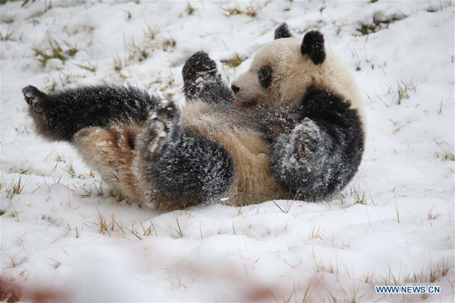 Un panda gigante juega en la nieve en el Parque Zoológico de Qinling en Xi'an