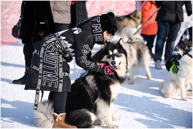 Una due?a anima a su perro durante los Juegos de Hielo y Nieve para Mascotas de Shenyang.[Foto / Proporcionado a chinadaily.com.cn]