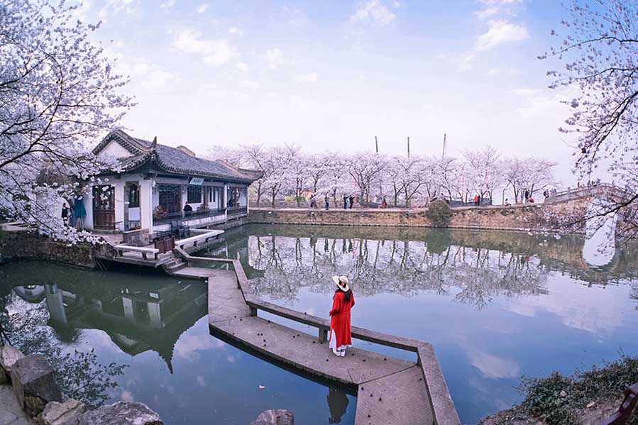 Las flores de cerezo embellecen la ciudad de Wuxi