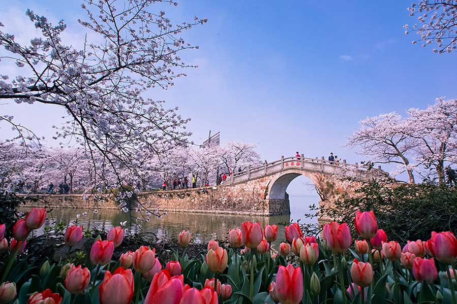 Las flores de cerezo embellecen la ciudad de Wuxi