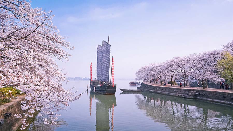 Las flores de cerezo embellecen la ciudad de Wuxi