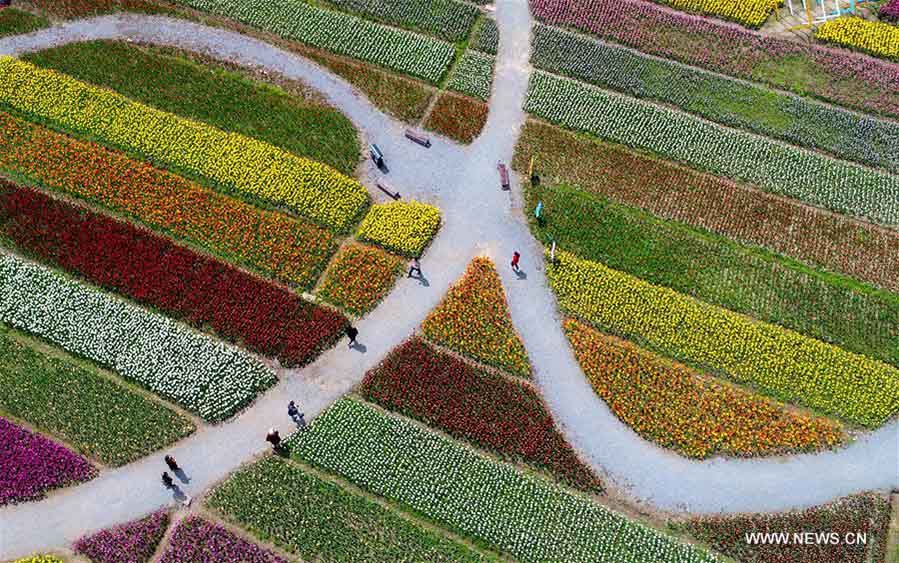 Foto aérea tomada el 28 de marzo de 2018 muestra un patrón formado por tulipanes en un parque temático de tulipanes en Wuhan, capital de la provincia central de Hubei. (Xinhua / Cheng Min)