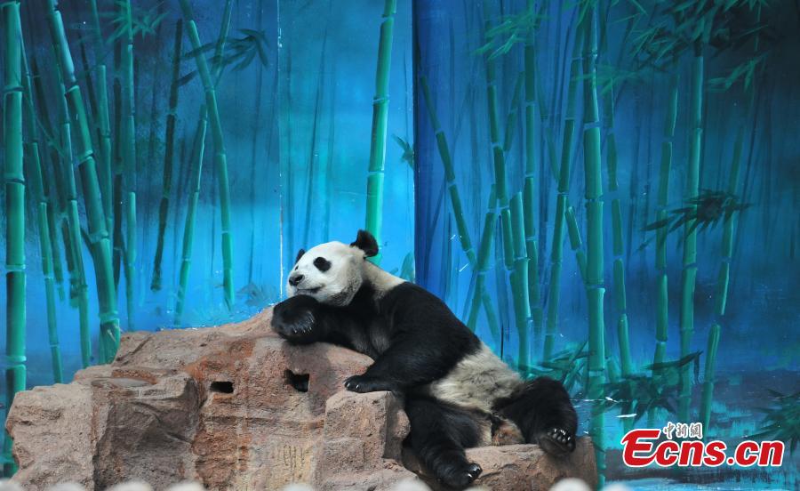 El panda hembra Pu Pu ahora resulta ser macho