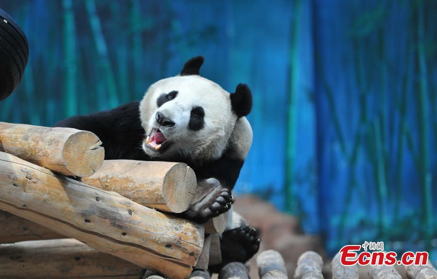 El panda hembra Pu Pu ahora resulta ser macho