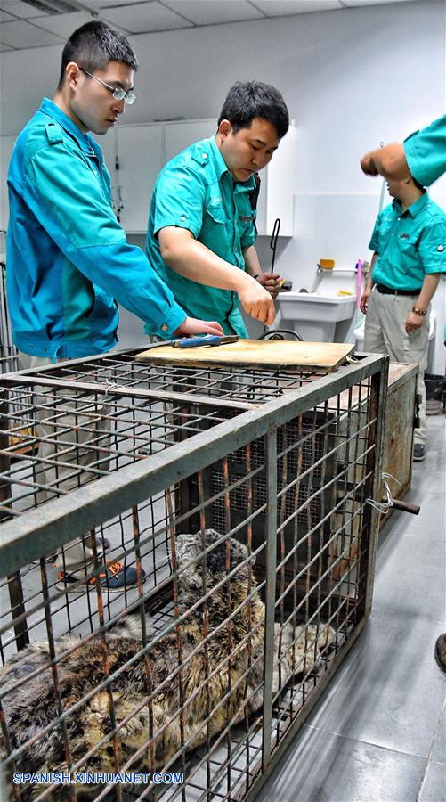 Leopardo de las nieves recuperado regresa a su hogar