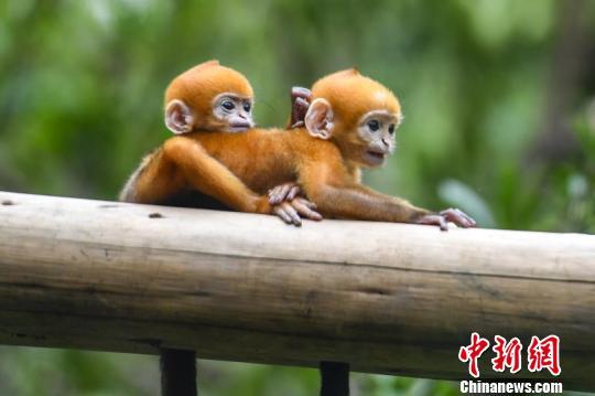 Presentan al público los primeros mellizos de langur de Francois del mundo en Guangzhou