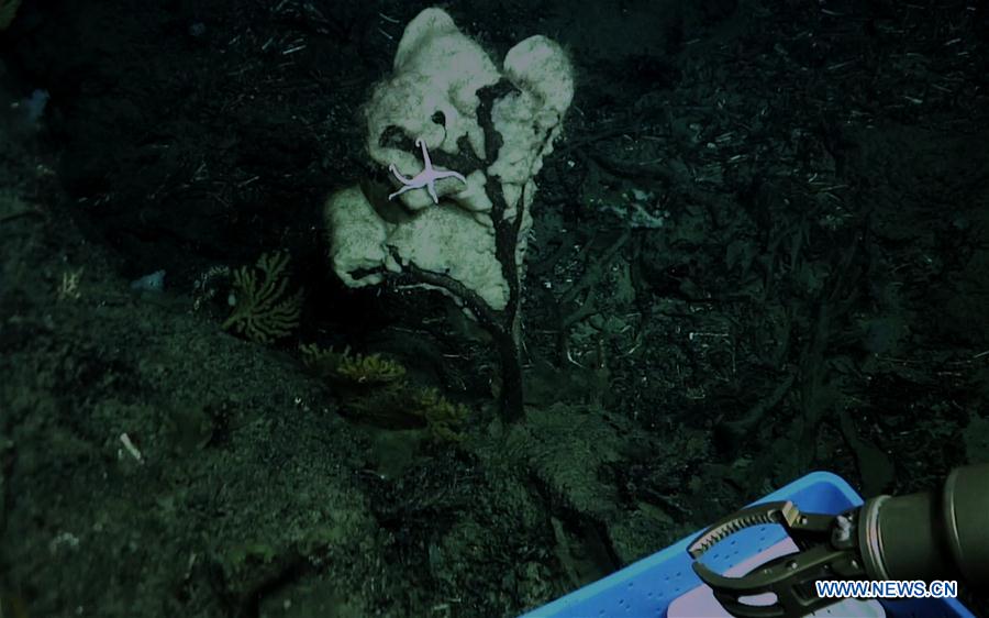 Científicos descubren un coral de agua fría en la meseta Ganquan del Mar Meridional de China