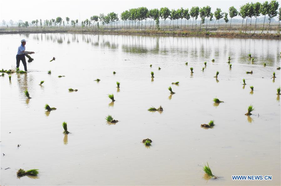 Agricultores siembran plántulas de arroz en suelo salino en el Jiangsu